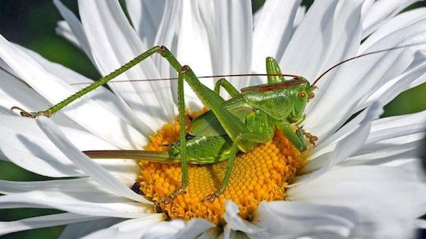 Еко минијатуре: Зоофобија
