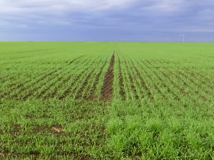 Завршена сетва пшенице  