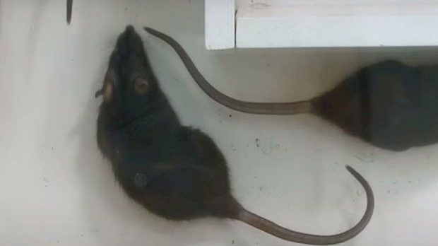 Еко минијатуре: Зоофобија - мусофобија