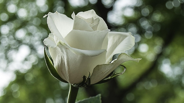 Винил – Некад цвале беле руже