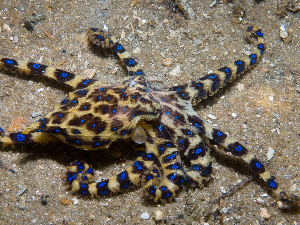 Опасна љубав – мужјаци пругасте хоботнице отровом паралишу женке током парења