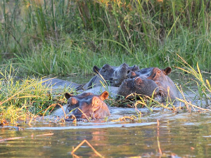  Конго: Антракс усмртио најмање 50 нилских коња и бивола