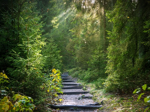 Предраг Крстић: Биљке и филозофија (2)