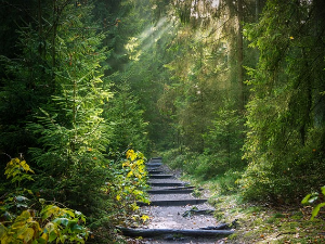 Предраг Крстић: Биљке и филозофија (3)