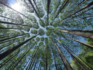 Имагинарни пејзажи