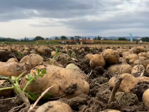 Kромпир између климатских промена и захтева тржишта
