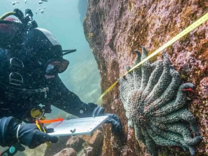 Хладна вода би могла да заштити морске звезде од мистериозне болести