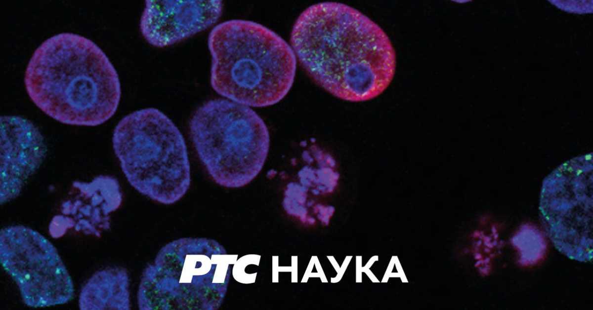 Благо из дубина, благо земље: Стара планина