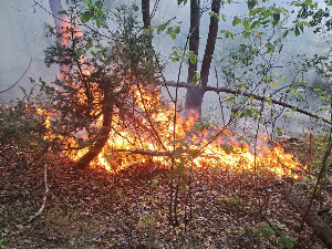 Пожар изнад Краљева, гори шума и ниско растиње