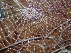 Владимир Симић: Снег од птица
