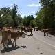 Стока на Сувој планини опет без воде, сточари протестовали, враћа се цистерна