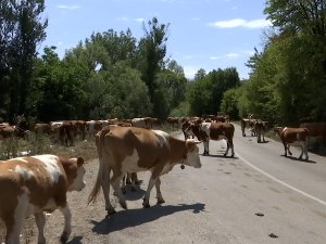 Стока на Сувој планини опет без воде, сточари протестовали, враћа се цистерна