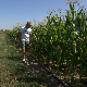 Суша умањила род кукуруза у шабачком крају