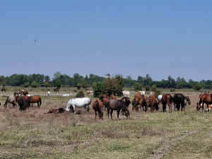 Водимо вас у Засавицу!
