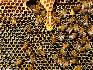 Кад се споје природа и технологија, настаје козметика будућности из кошнице