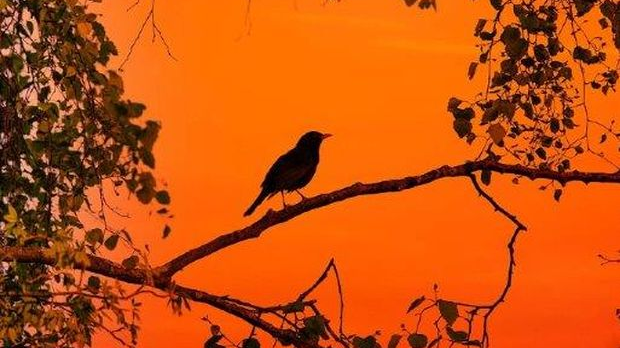 Еко минијатуре: Птица на длану - Ветрушка