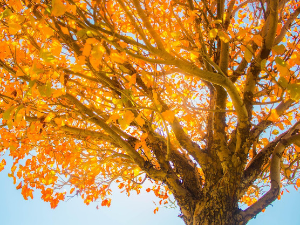 "Златна јесен" у најбољем издању – после хладног јутра, претежно сунчан и топао дан (pixabay.com / DistantSpace) "Златна јесен" у најбољем издању – после хладног јутра, претежно сунчан и топао дан