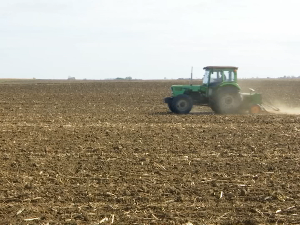 Ове године више пшенице