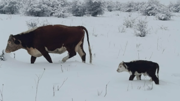 Крава мора да једе, пије и тели се и када је напољу минус