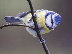 Гласне жице