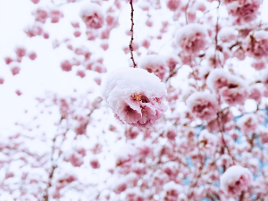 Земља са највише снежних падавина, а није Канада