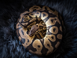 Змија у кревету Аустралијанке – помазила је мислећи да је пас 