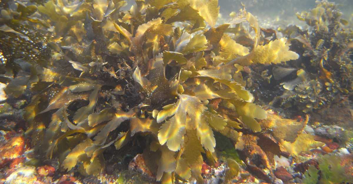 Научници упозоравају на све масовније цветање морских алги и трава због загађења вода