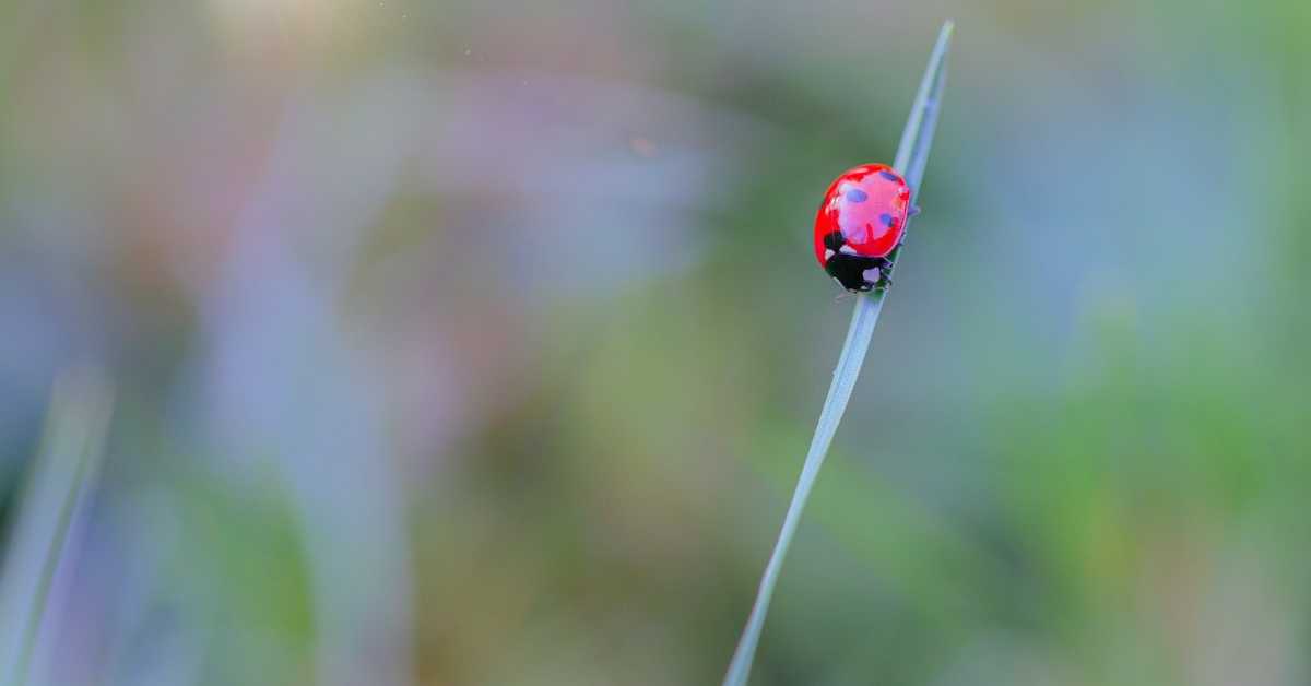 Нова студија: Биљке заправо „чују” и памте