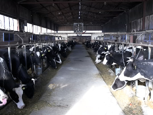 Како функционише фарма крава у селу Локве