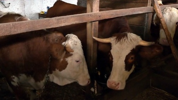 Нове мере за заштиту домаћег сточарства