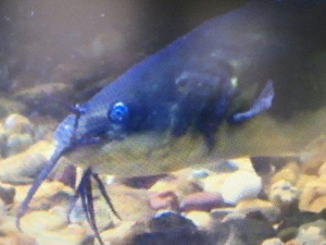 Еко перспективе: Експеримент Цверглан, други део