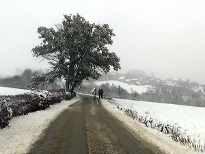 Храстови близанци у Љубањама зеленим листовима пркосе зими