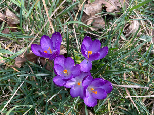 #СрбијаЦвета2026 – пројекат грађанске науке