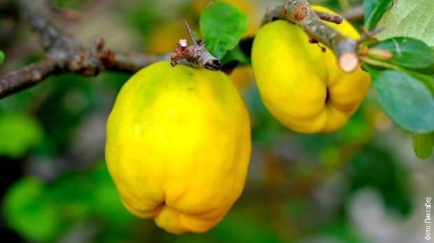 Драмски програм: Драгослав Девић и Мирослав Јокић: Дуња ли је, душа ли је