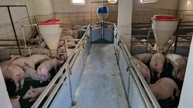 Месо све скупље, свиње све јефтиније – цех плаћају фармери и потрошачи