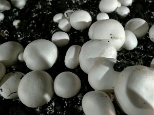 Како од производње гљива живи породица Ћирковић из околине Шапца