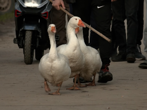 Кобра-свемирац, Професор и Пегаз – победничка тројка Гусанијаде у Мокрину