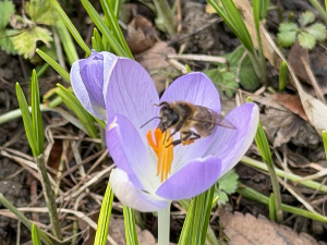 Прича о шафранима