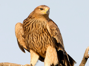Спасавање орла Феликса – како је орао из Србије завршио у ратом захваћеној Сирији