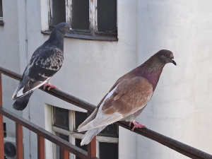 Јутарњи викенд програм