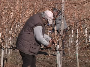 Почели пољопривредни радови