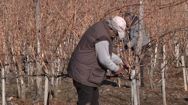 Почели пољопривредни радови