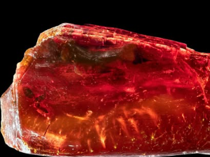 У Гетеовој колекцији ћилибара отривен мрав стар 40 милиона година 