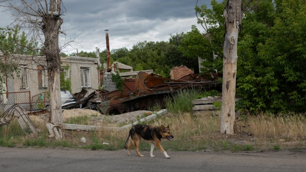 Због рата, пси на улицама Украјине све сличнији дивљим животињама
