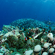 Могу ли подводни звучници и звук мора да спасу коралне гребене од нестанка