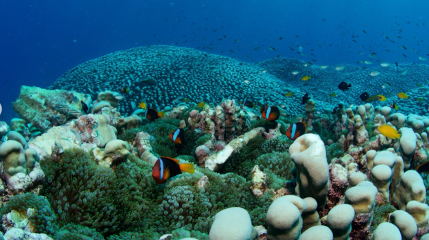 Могу ли подводни звучници и музика мора да спасу коралне гребене од нестанка