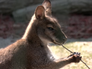 Кенгур Драган међу алпакама и емуима и то у Нишу