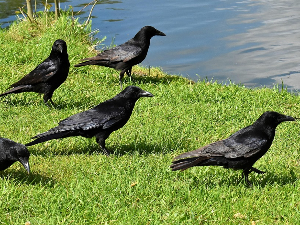 Зашто су гаврани редовни пратиоци вукова који лове