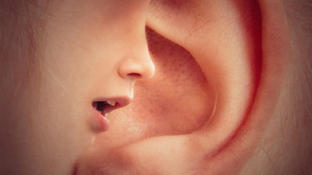 Забавник: Евергрин