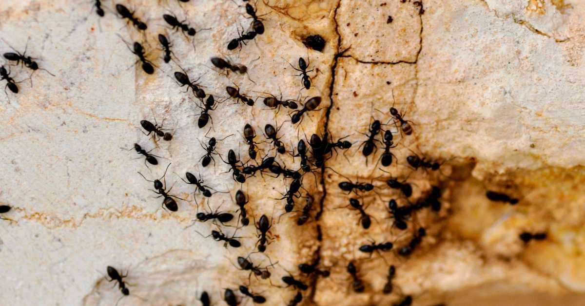 Шверцери у Кенији преко границе носе мраве